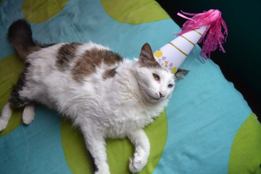 hoe oud wordt een kat