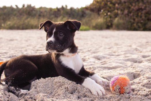 hoe vaak puppy uitlaten