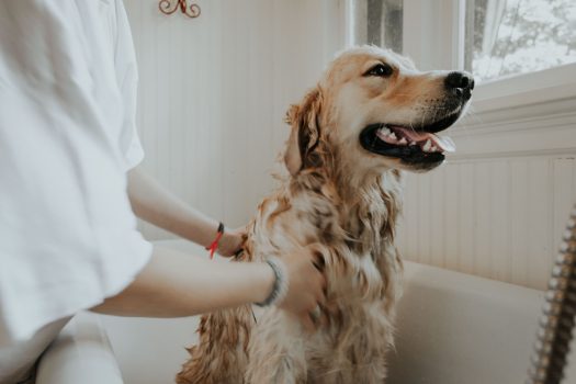 hond wassen