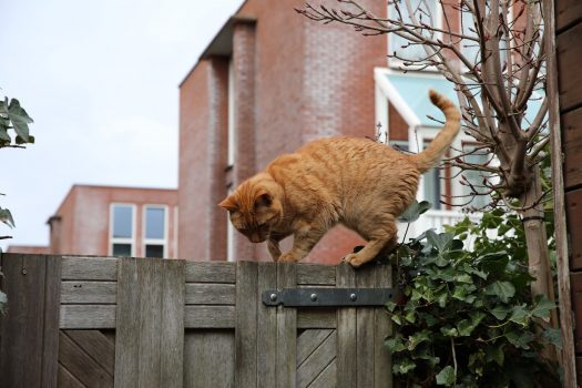 kat voor het eerst naar buiten