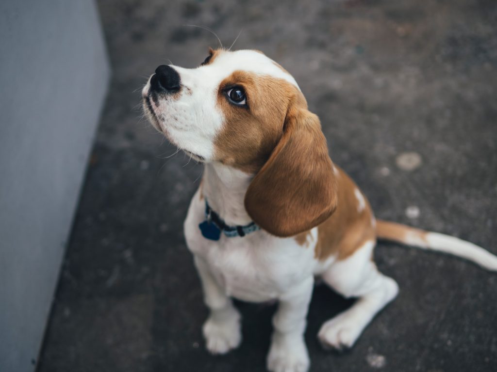 kleine gezinshond beagle
