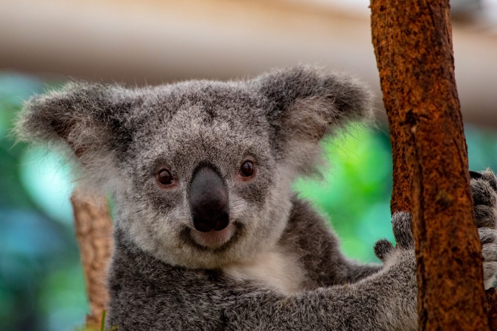 koala als huisdier