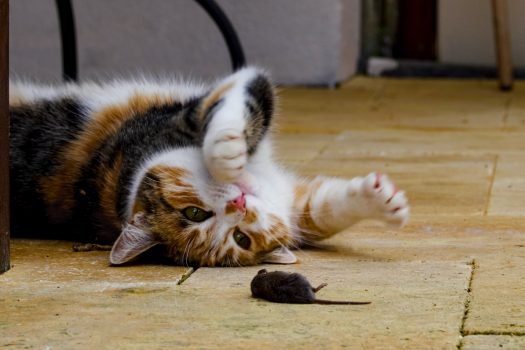 welke kat is de beste muizenvanger