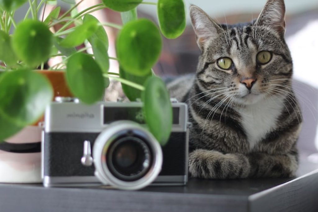 automatische voerbak kat met camera
