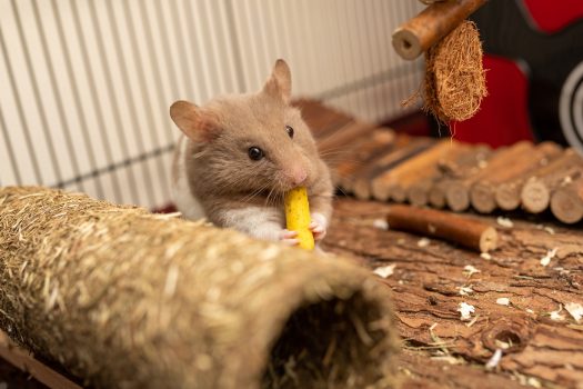 beste hamsterkooi