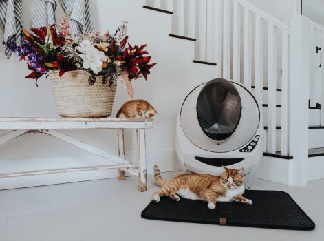 beste kattenbak