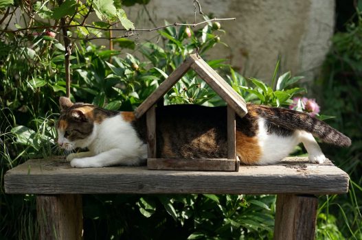 beste speeltunnel kat