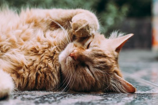beste vlooienmiddel kat