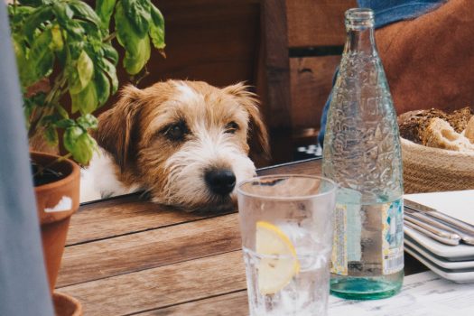 drinkfles hond