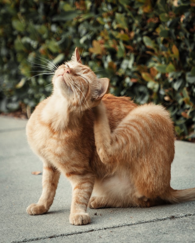 Beste vlooienmiddel kat 2025 5 tips en onze top 7 Huisdier Maatjes