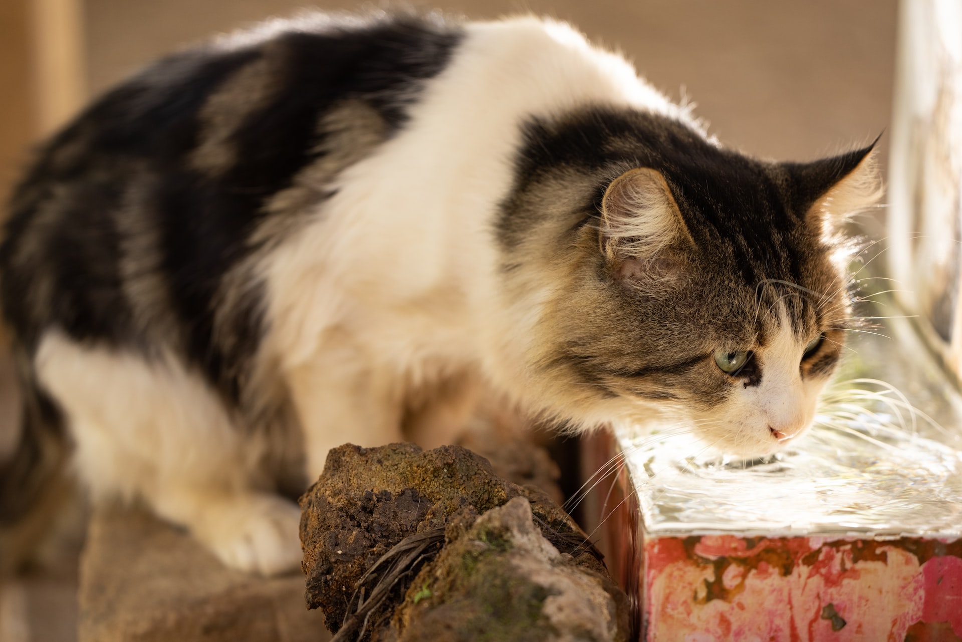beste drinkfontein kat