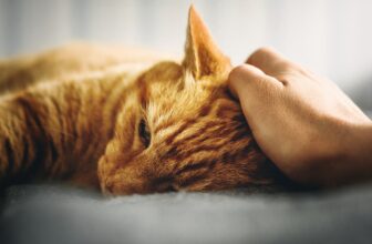 aandenken overleden kat