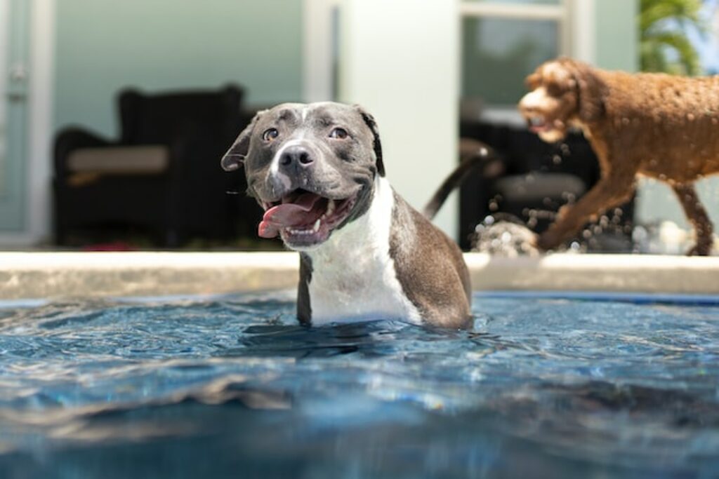 hondenzwembad kopen