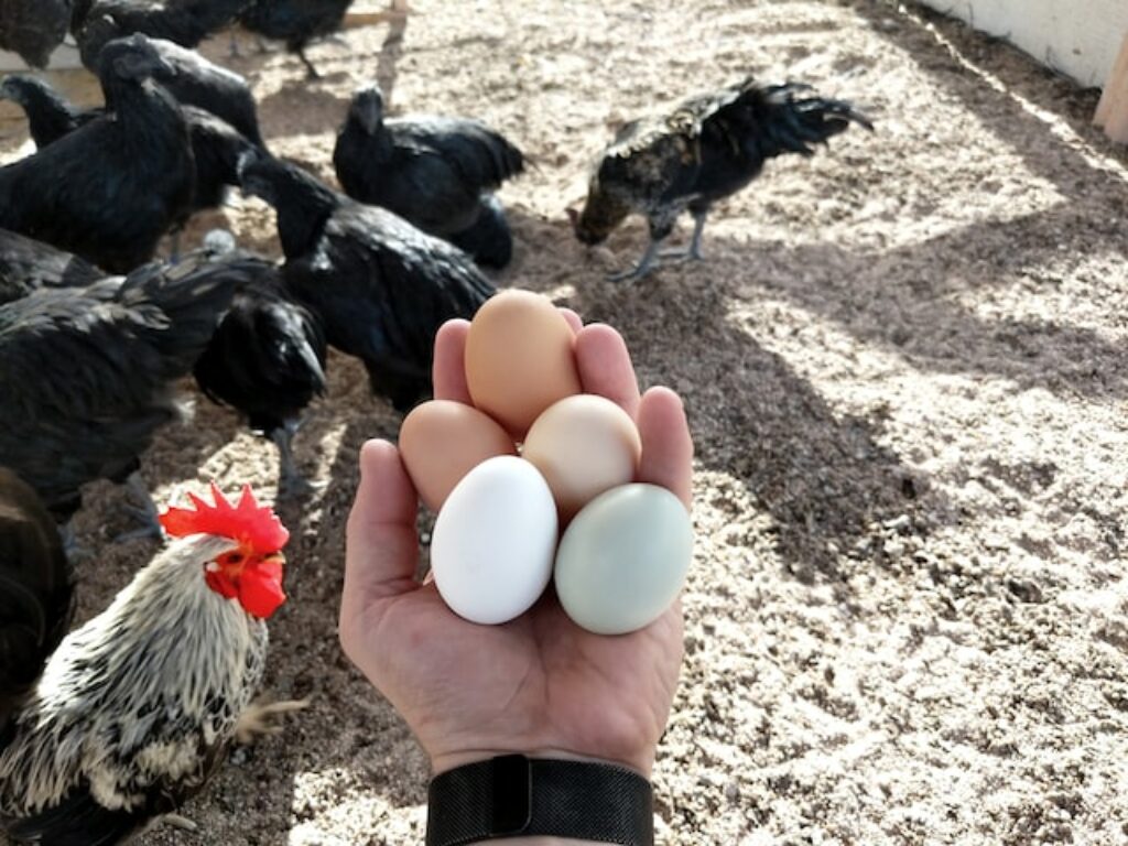 kippen eieren verzamelen