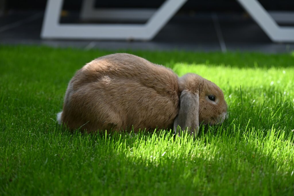 konijn in de tuin