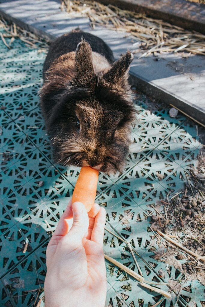 konijnen eten wortels