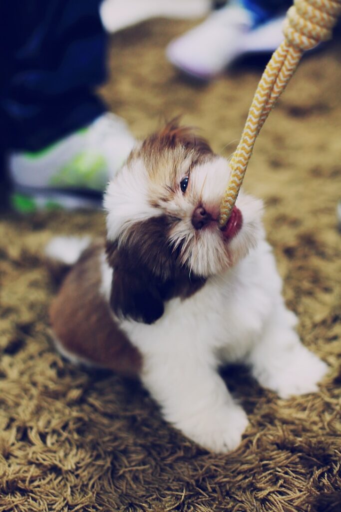 puppy speelgoed touw