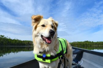 beste honden zwemvest