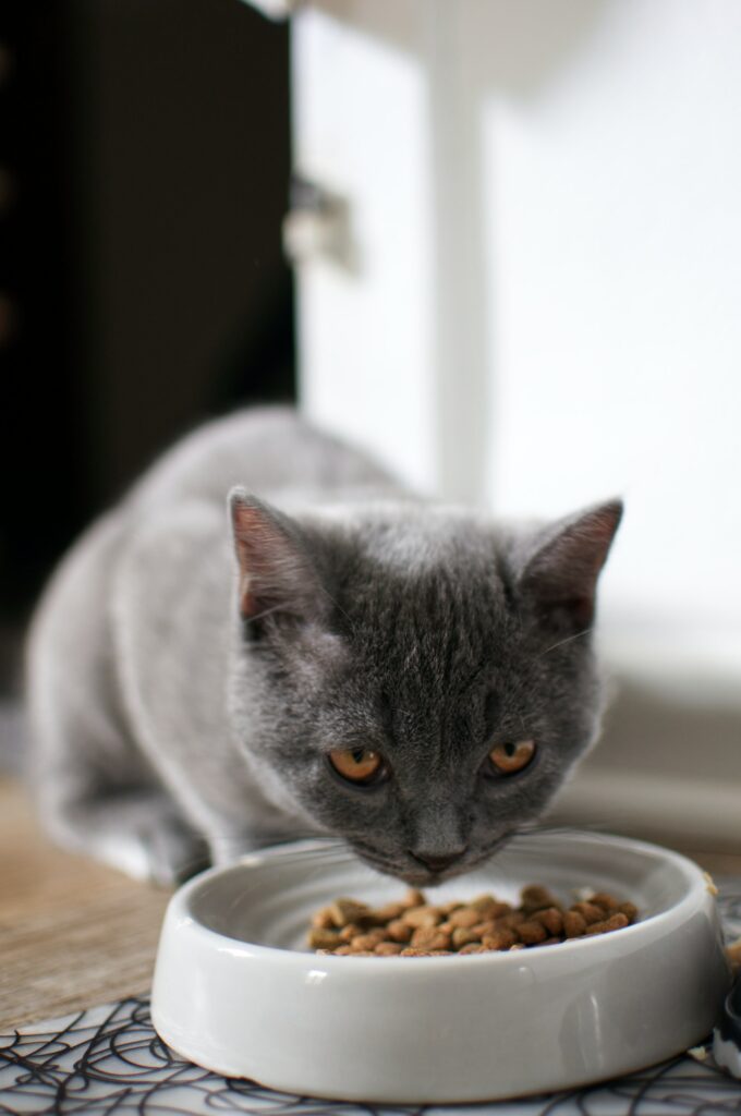 graanvrij kattenvoer introduceren