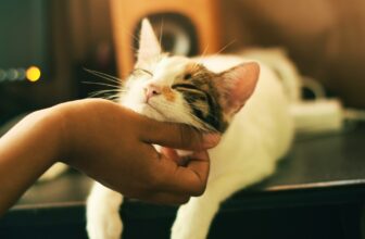 kat ontwormen