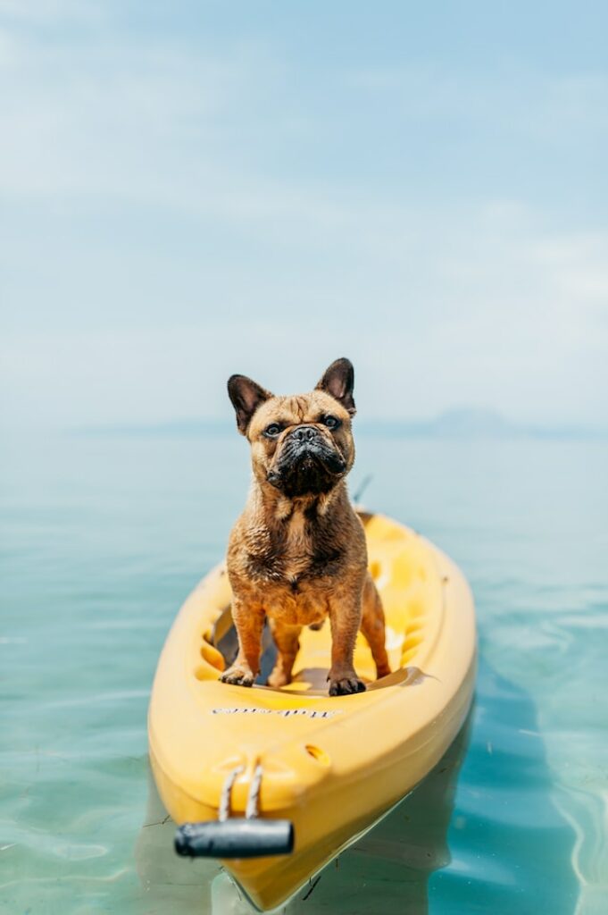 zwemvest voor honden