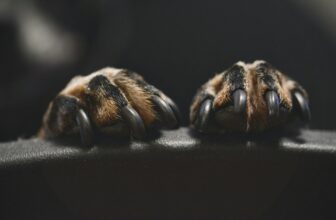 hondennagels knippen zelf doen