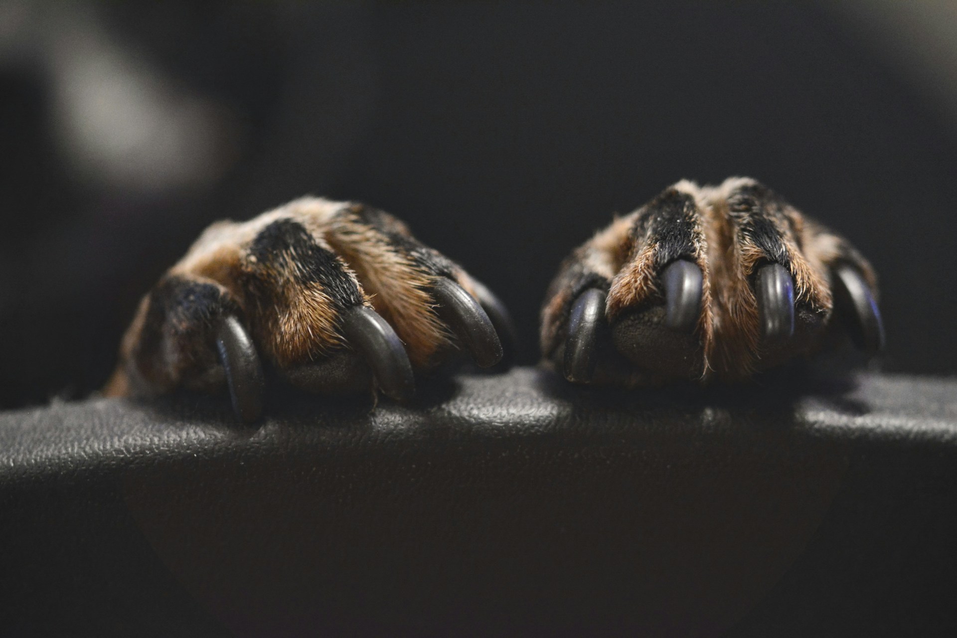 hondennagels knippen zelf doen