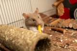 Beste hamsterkooi 2025 – Koopgids en onze Top 7