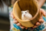 Hoe lang leeft een hamster?