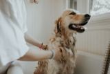 Je hond wassen kan een uitdaging zijn – 9 tips om je op weg te helpen